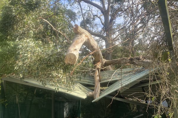 Tom Kleindienst of Otway Tree Care assessing a hazardous tree for property safety