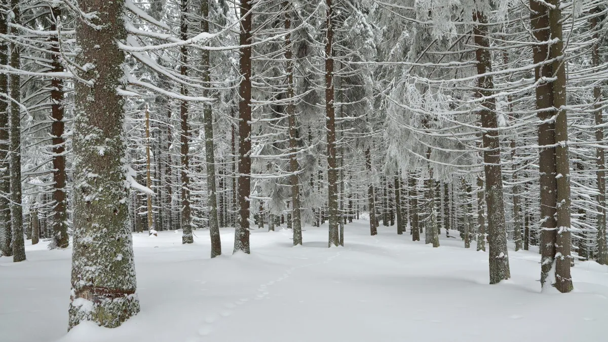 winter trees