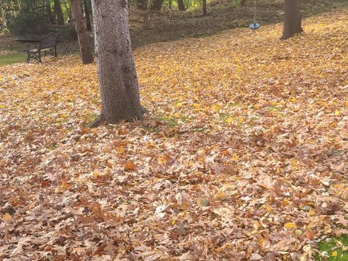 Fall Cleanup in Waterford, MI