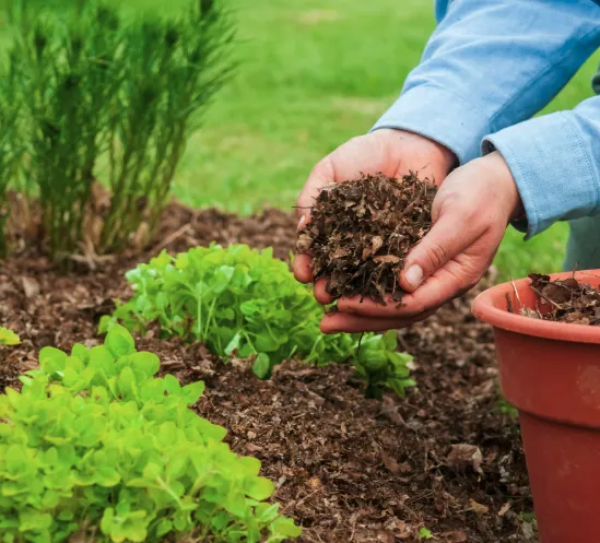 Mulching in Williamsville