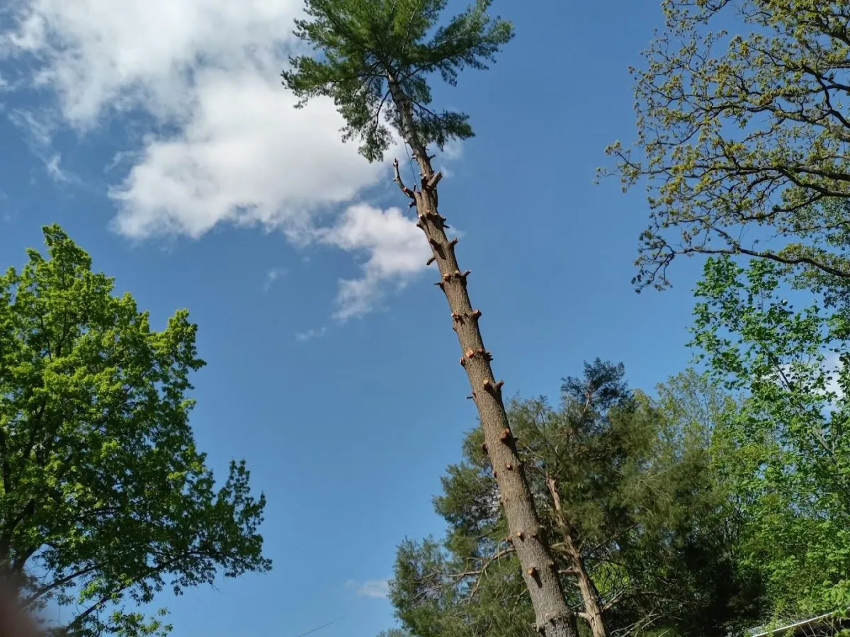 Tree removal in Cape Girardeau