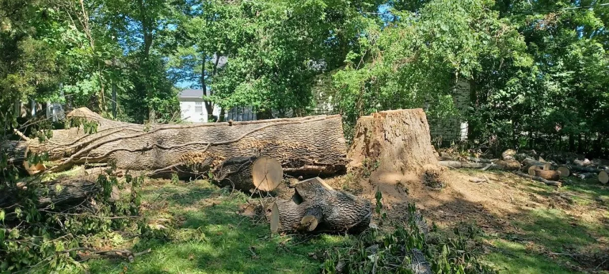 Emergency Tree Service