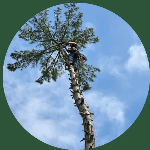 Tree removal done by TREES N' THINGS