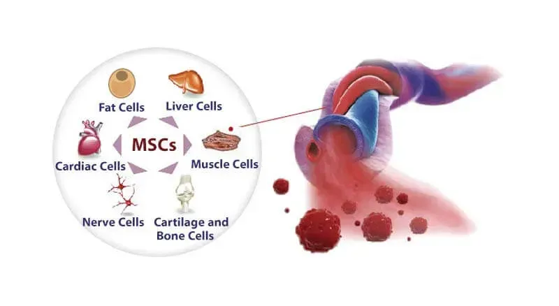 Stem Cell 