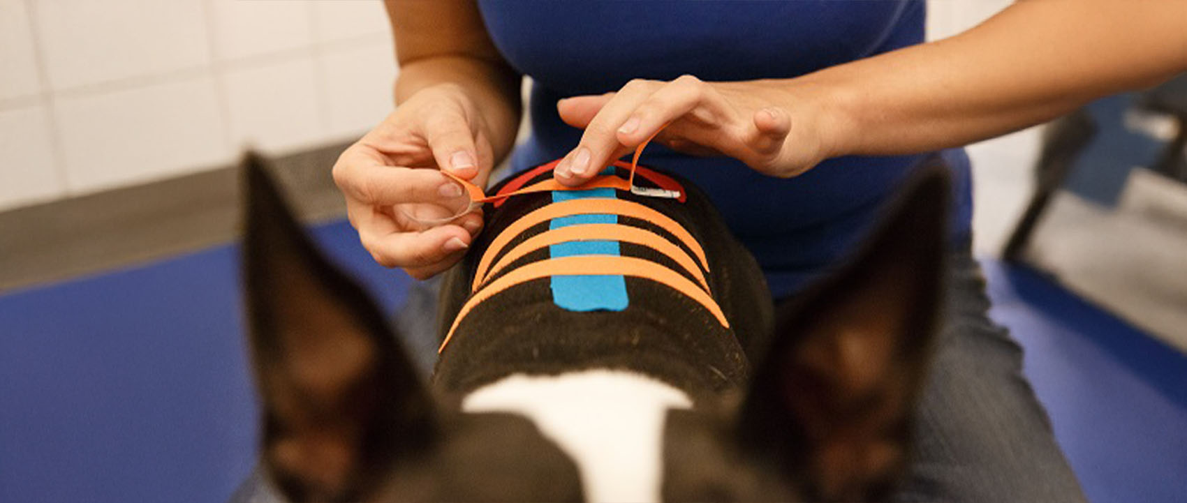 The Benefits and Applications of Kinesiotape in Dogs