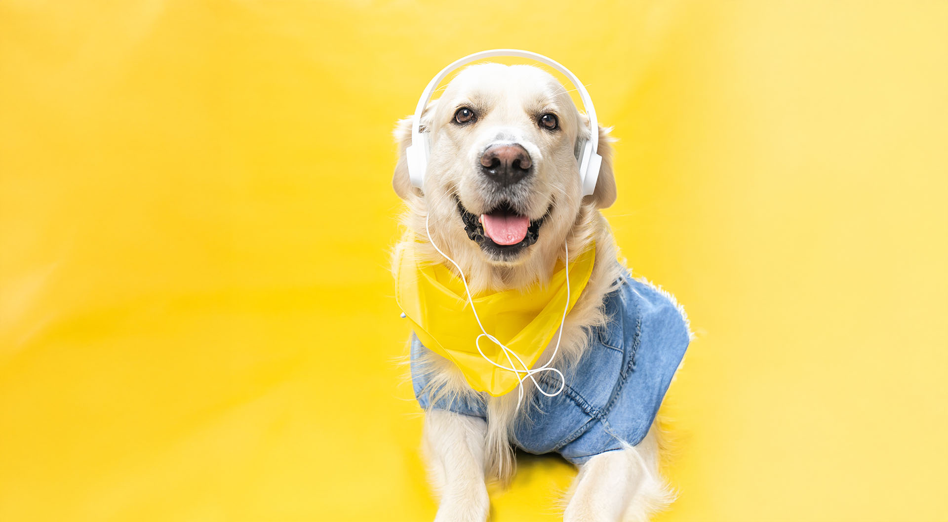 Pawsitive Vibes – Our Excluive Playlist for Pups