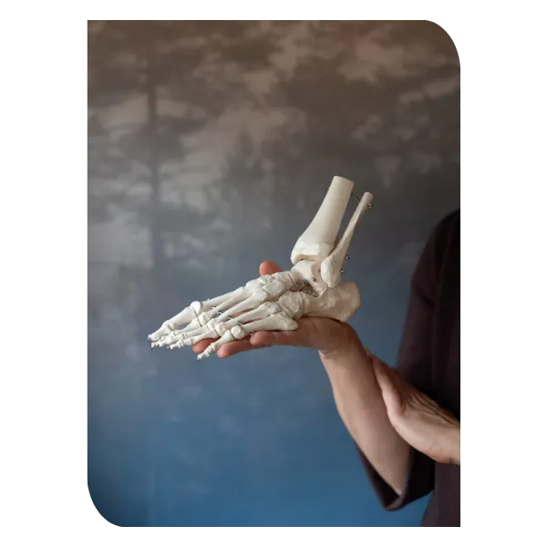 foot skeleton