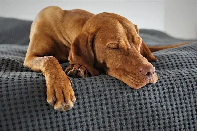 Lazy brown dog sleeping
