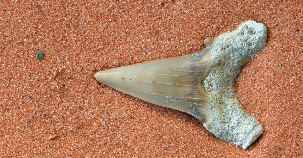 Sharktooth Hill, California: A Haven for Fossil Hunters
