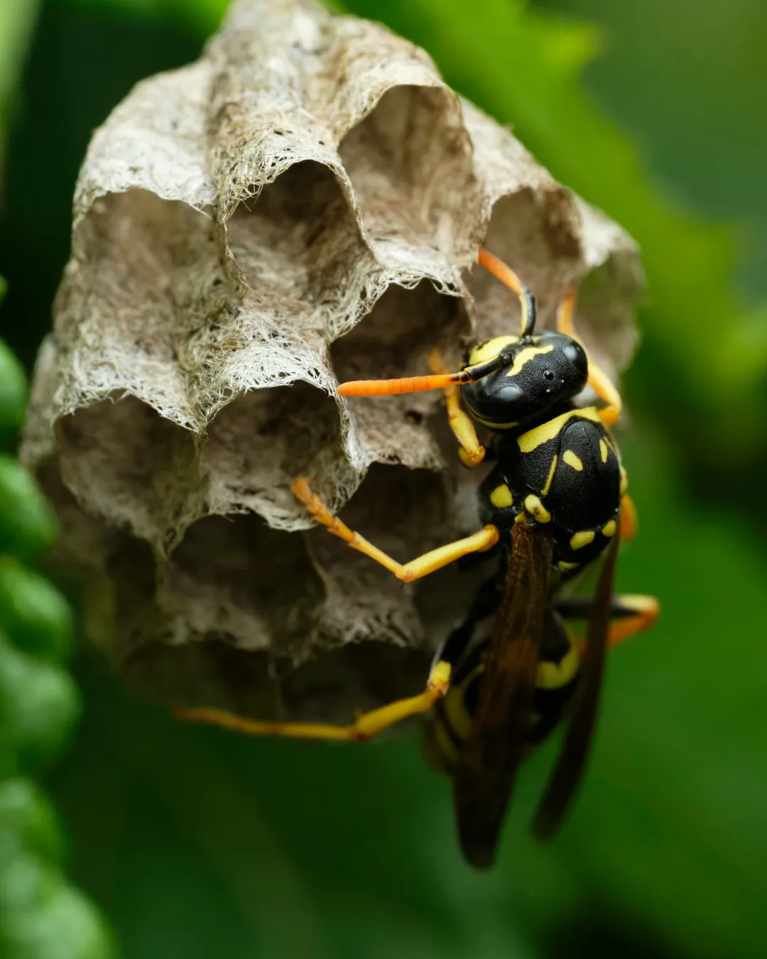 Wasps & Hornets Control