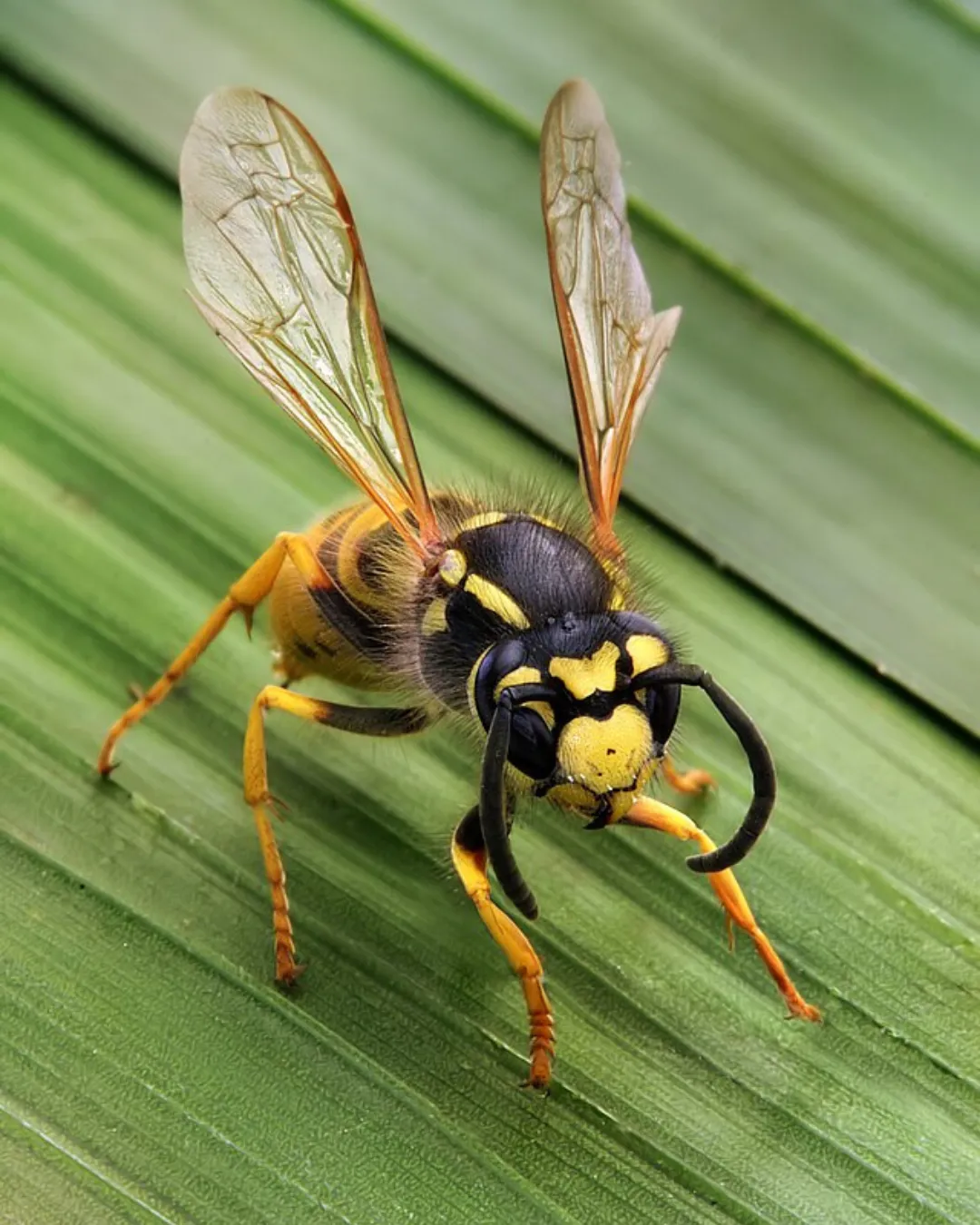 Wasp Control Service