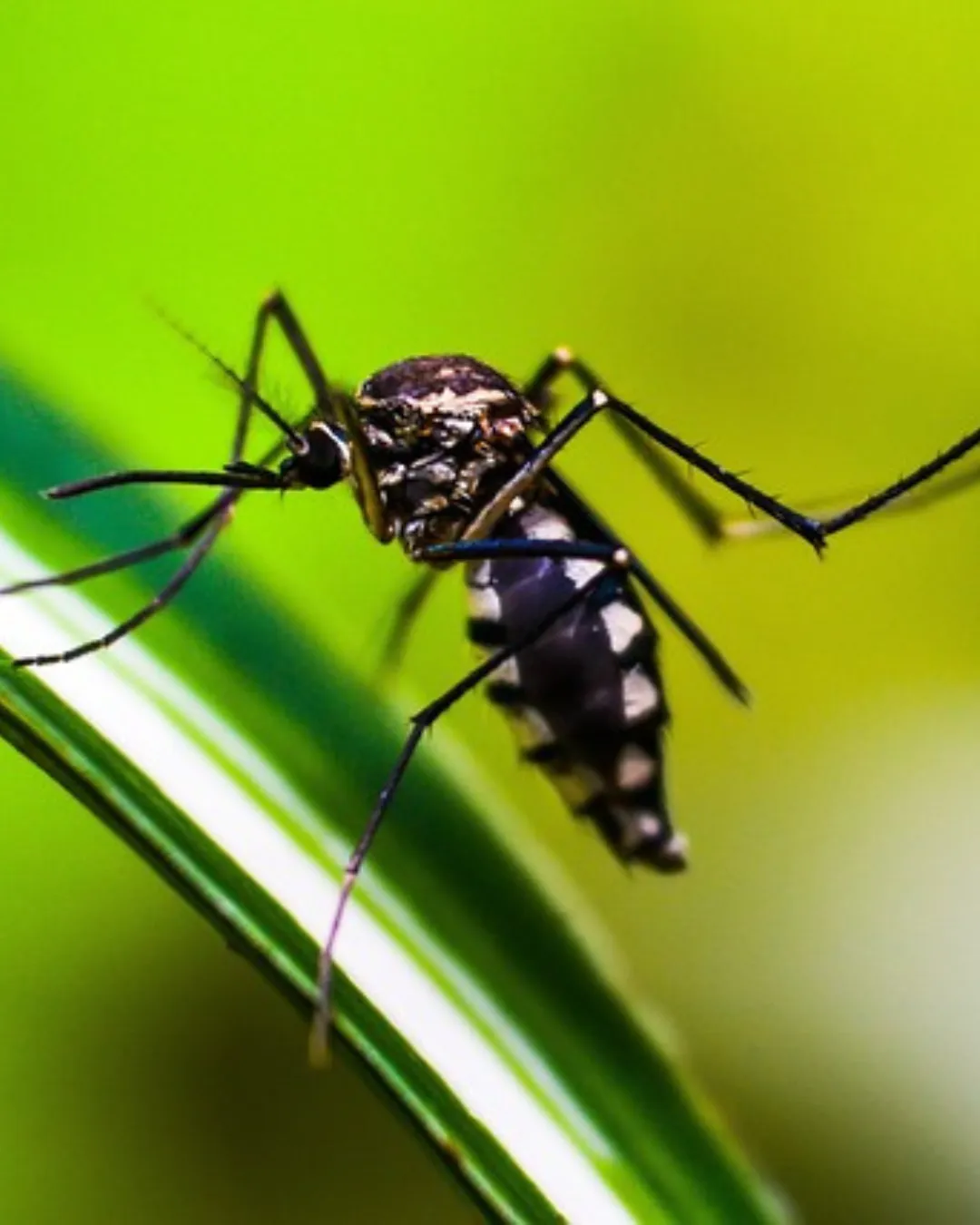 Mosquito Management Solutions