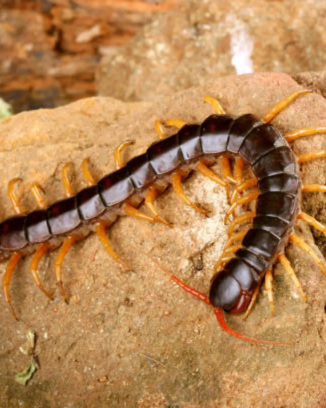 Centipede Management Solutions