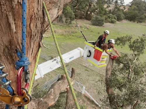 Tree Pruning in Macedon Ranges