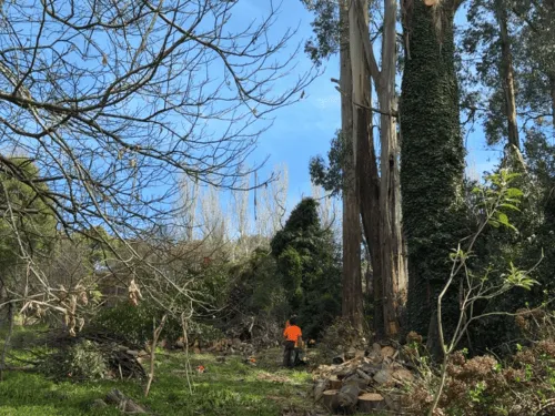Storm Cleanup in Macedon Ranges