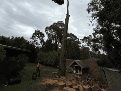 Tree Felling in Macedon Ranges