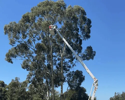 Arborist Services Macedon Ranges