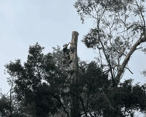 Tree Removal in Macedon Ranges