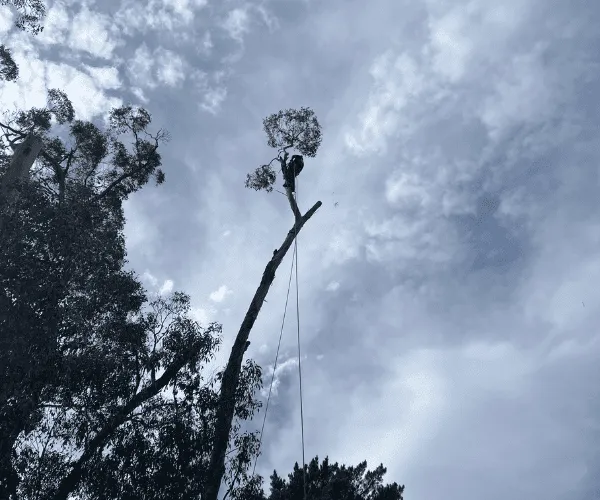 Sunbury Tree Felling