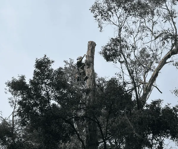  Tree Removal