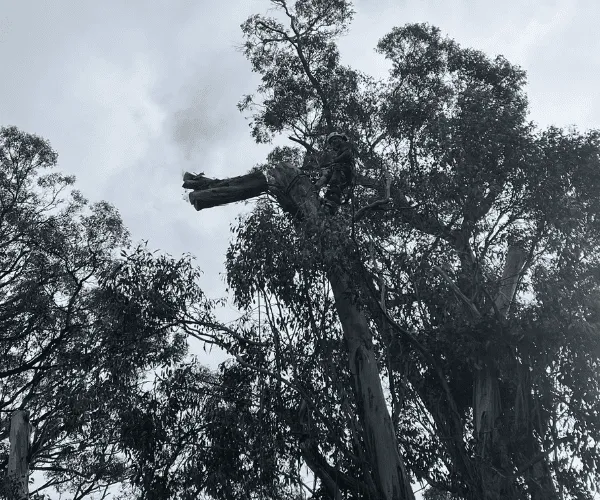  Tree Removal