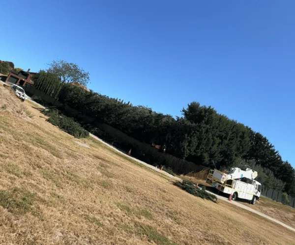 Tree Pruning Macedon Ranges