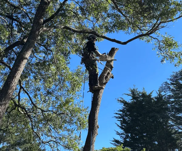 Storm Cleanup Macedon Ranges