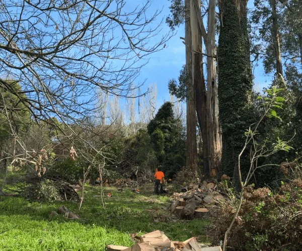 Tree Felling Macedon Ranges