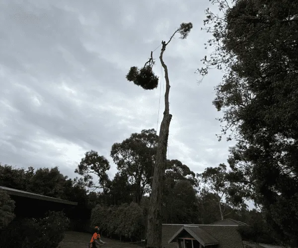 Line Clearing Macedon Ranges