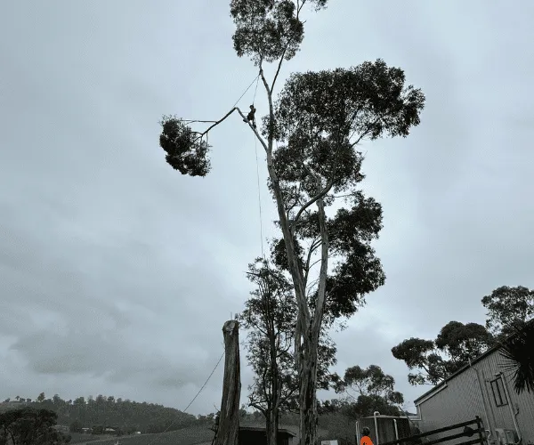 Tree Removal Macedon Ranges