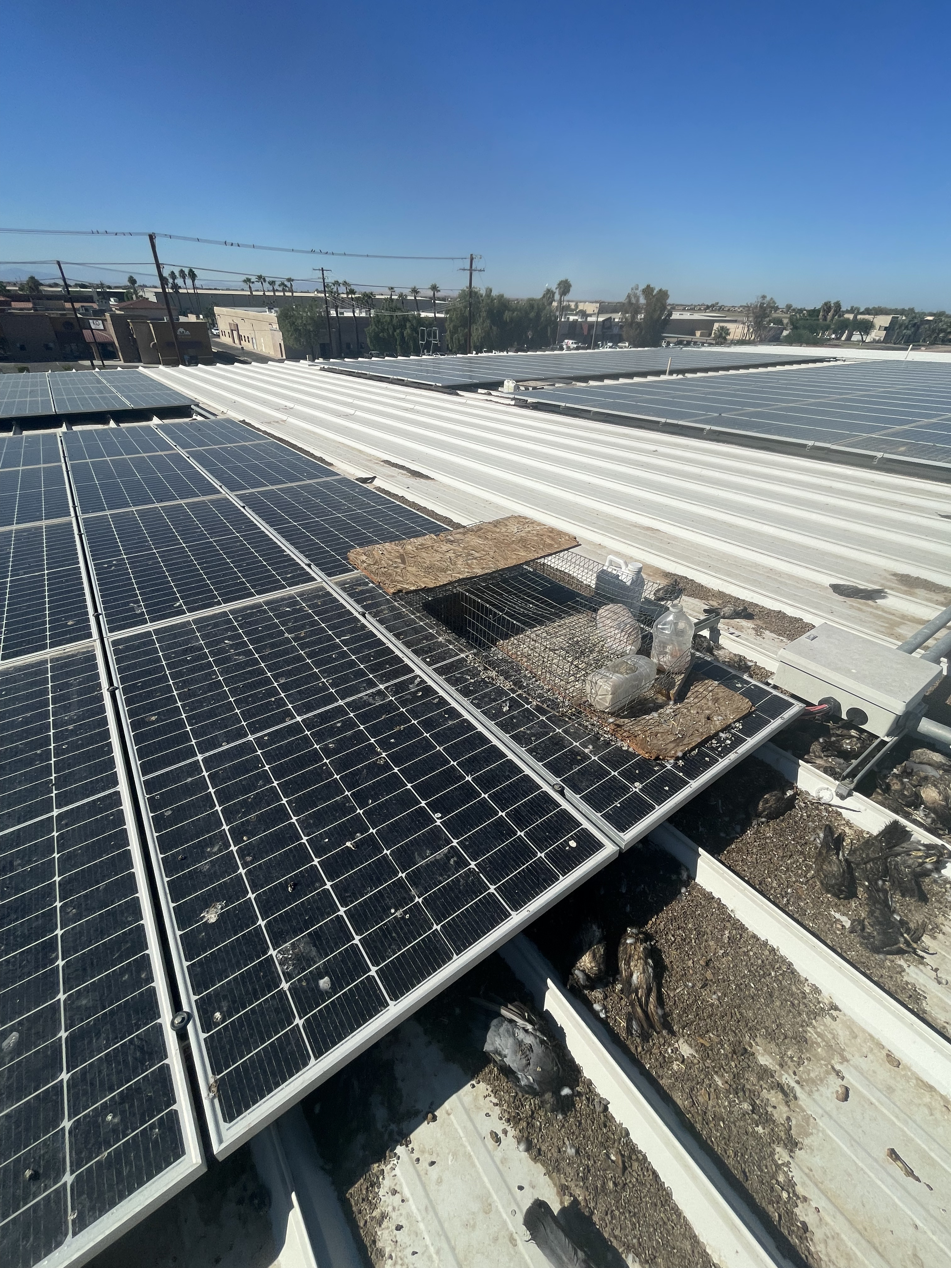 Solar Panel Bird-Proofing in El Centro