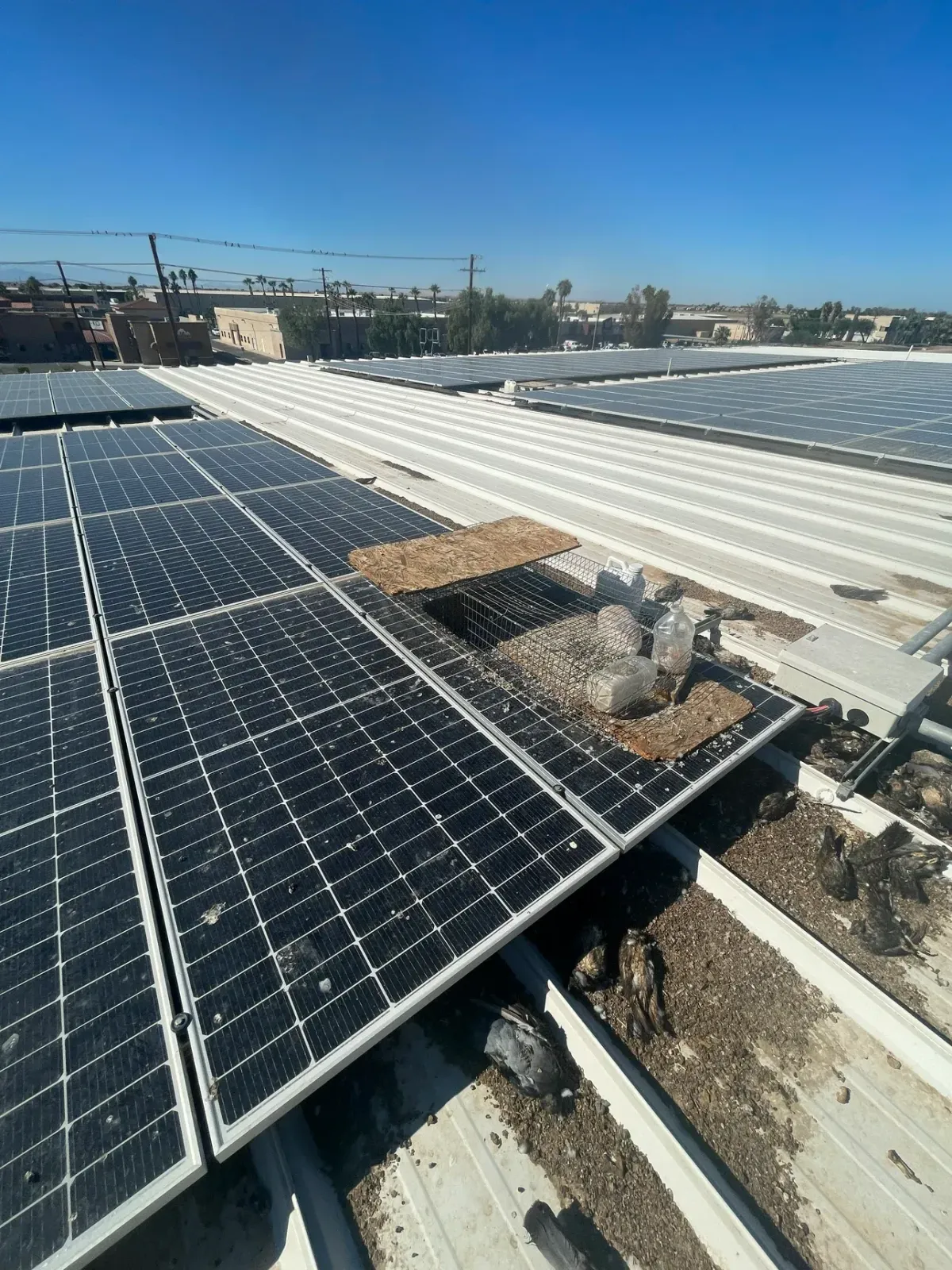 Solar Panel Bird-Proofing in El Centro
