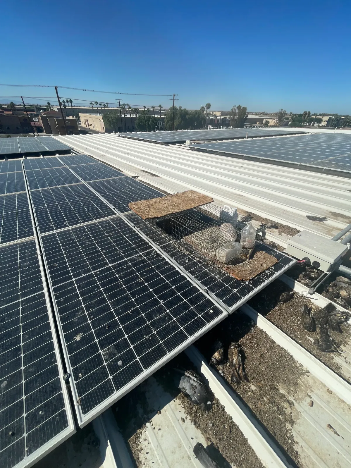 Solar Panel Bird-Proofing in El Centro