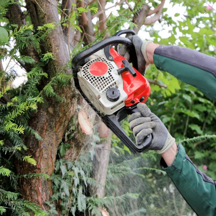 Tree limb being trimmed