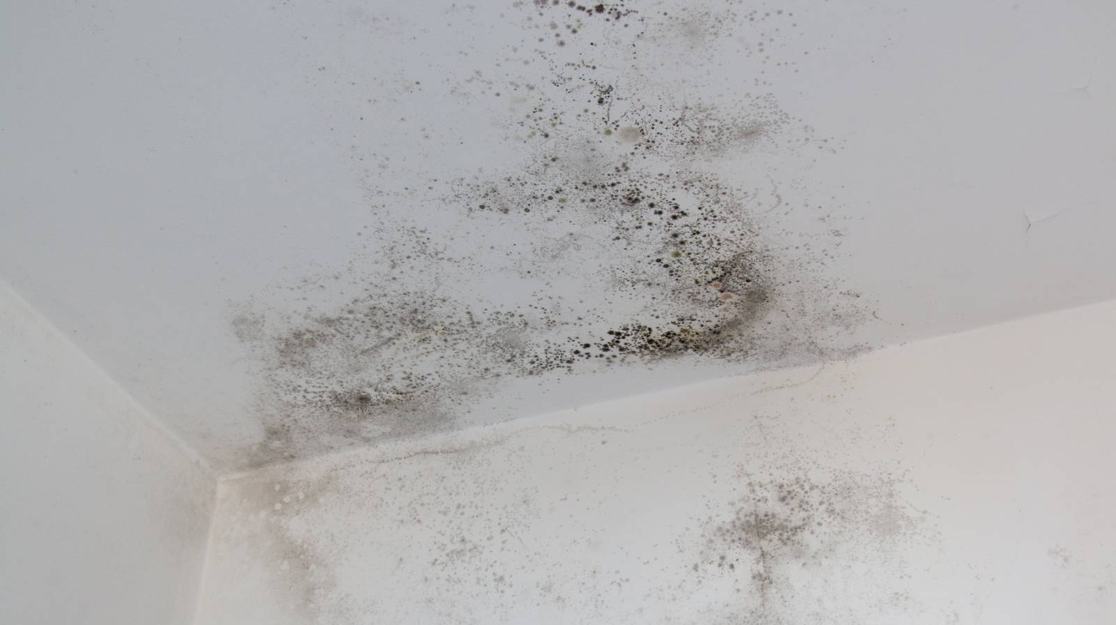The "May Mold" Alert: How Small Leaks in Humidity Turn Into Toxic Attic Problems