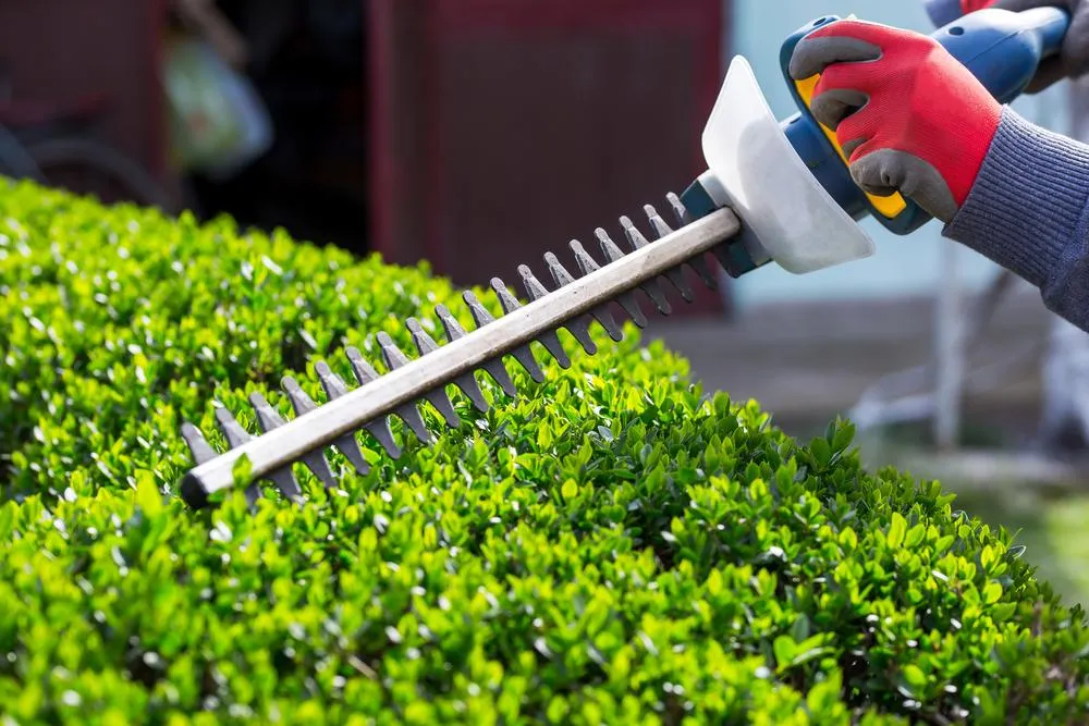 trimming the hedge