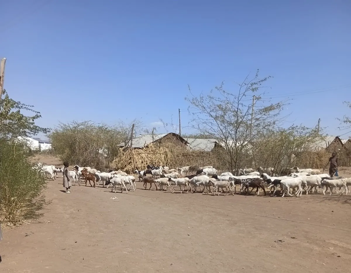 A Call to Support Climate-Smart Fodder Production in Kakuma