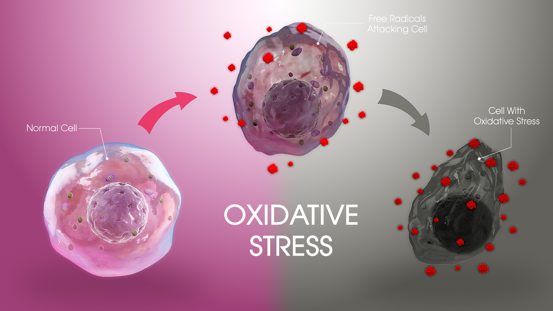 Visual representation of oxidative repair neutralizing free radicals