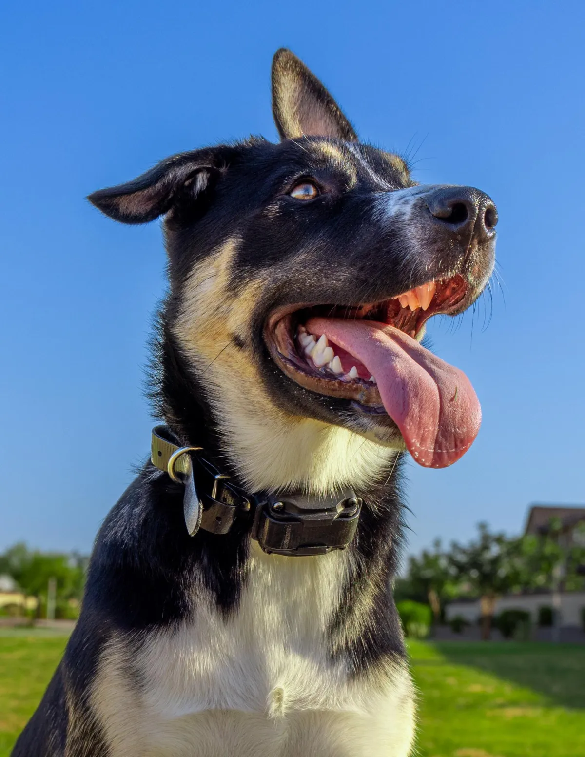 a black and brown dog sitting in the grass