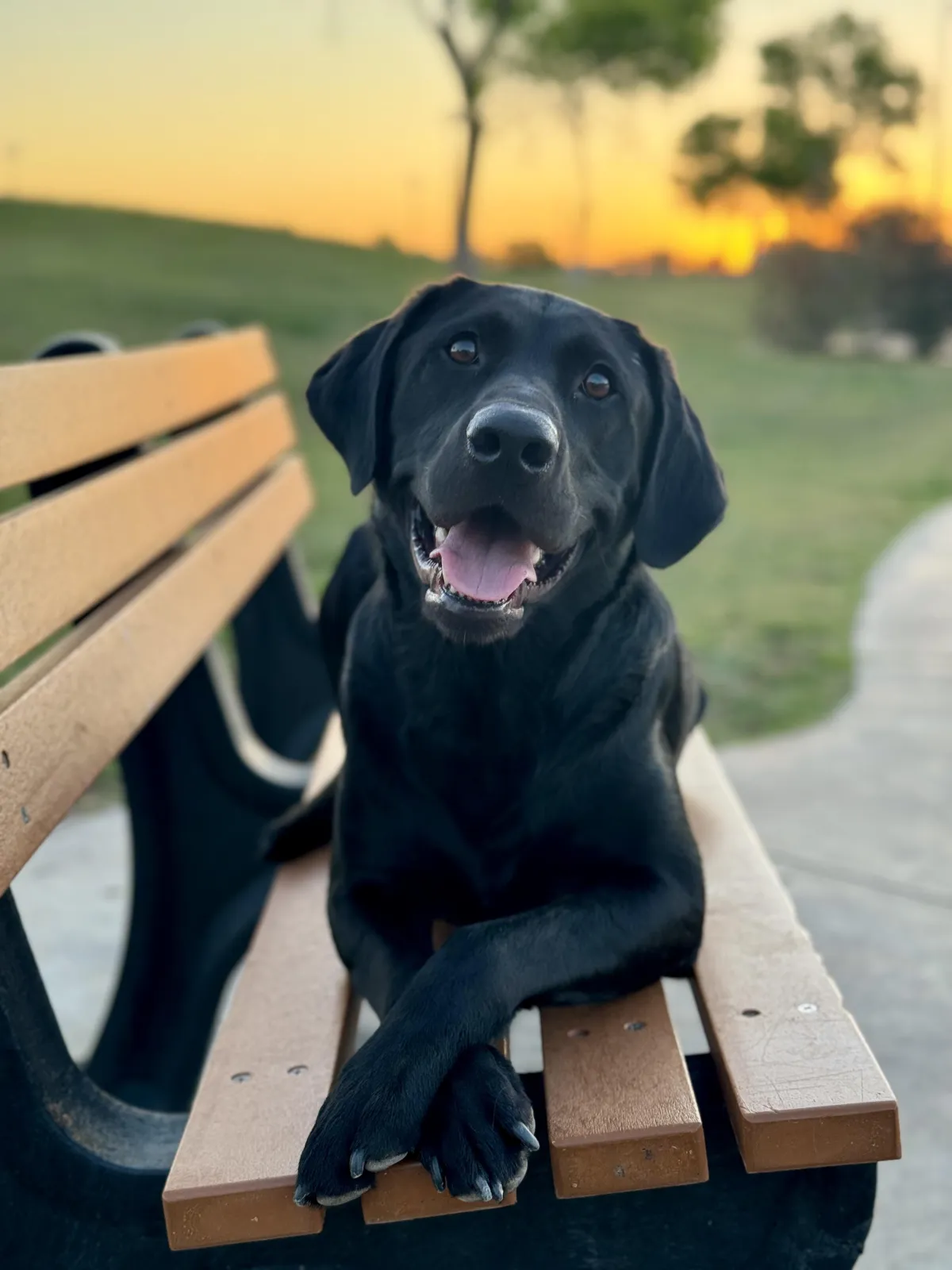 woman sitting beside golden Labrador