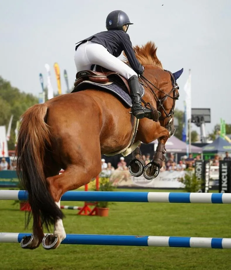 a silhouette of a horse with its hair blowing in the wind