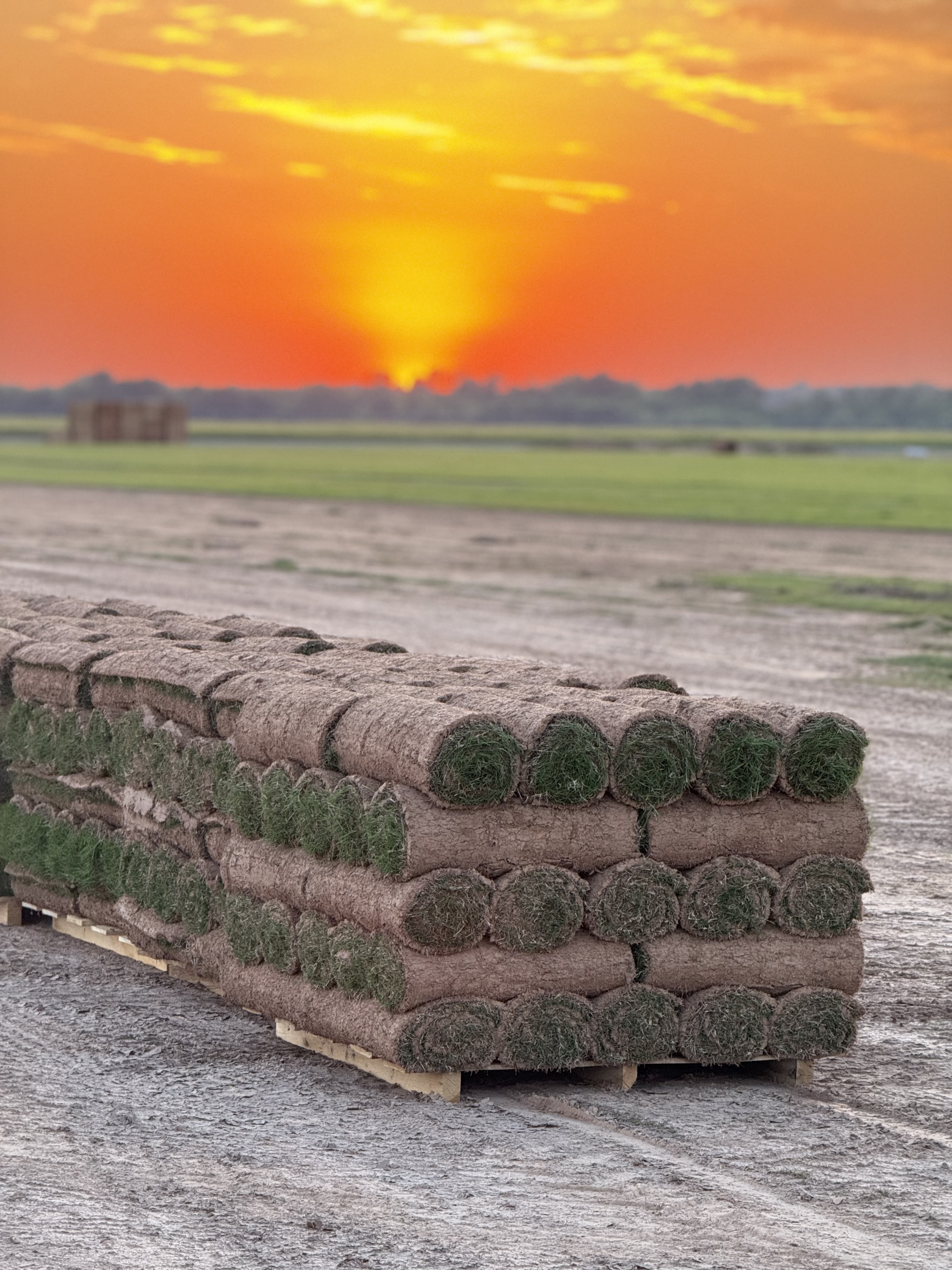 Close up of fresh cut sod rolls on pallet from NZ Sod Farms