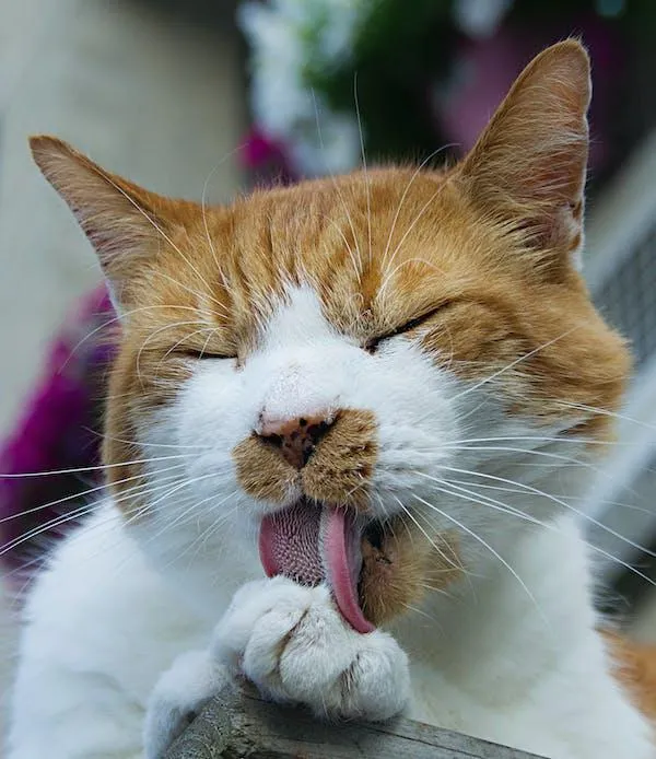 A cat grooming itself