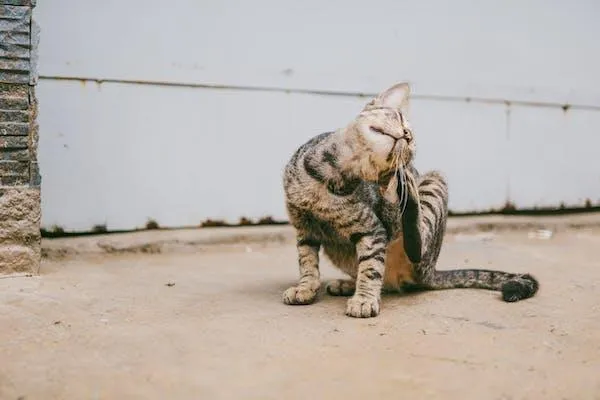 A cat scratching itself