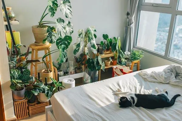 A cat lying on a bed in a room full of houseplants