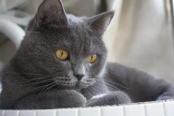 A British Shorthair cat