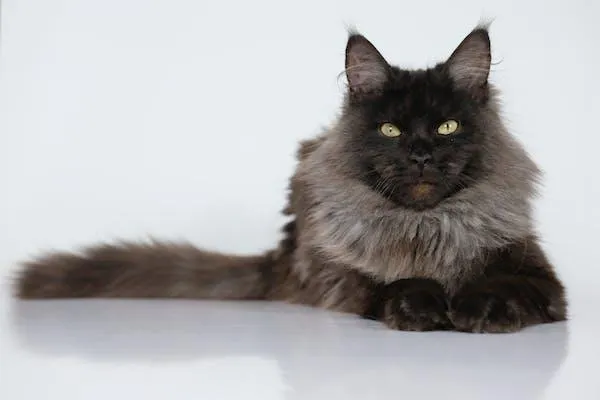 A Maine Coon cat