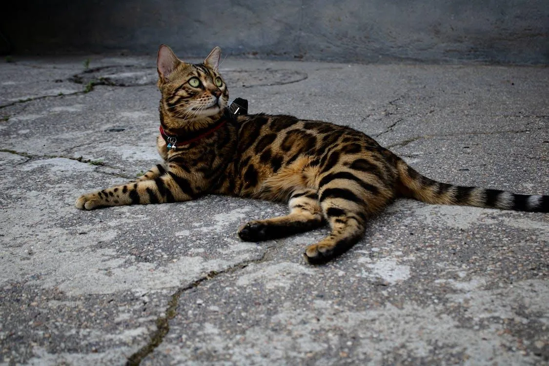 A Bengal cat