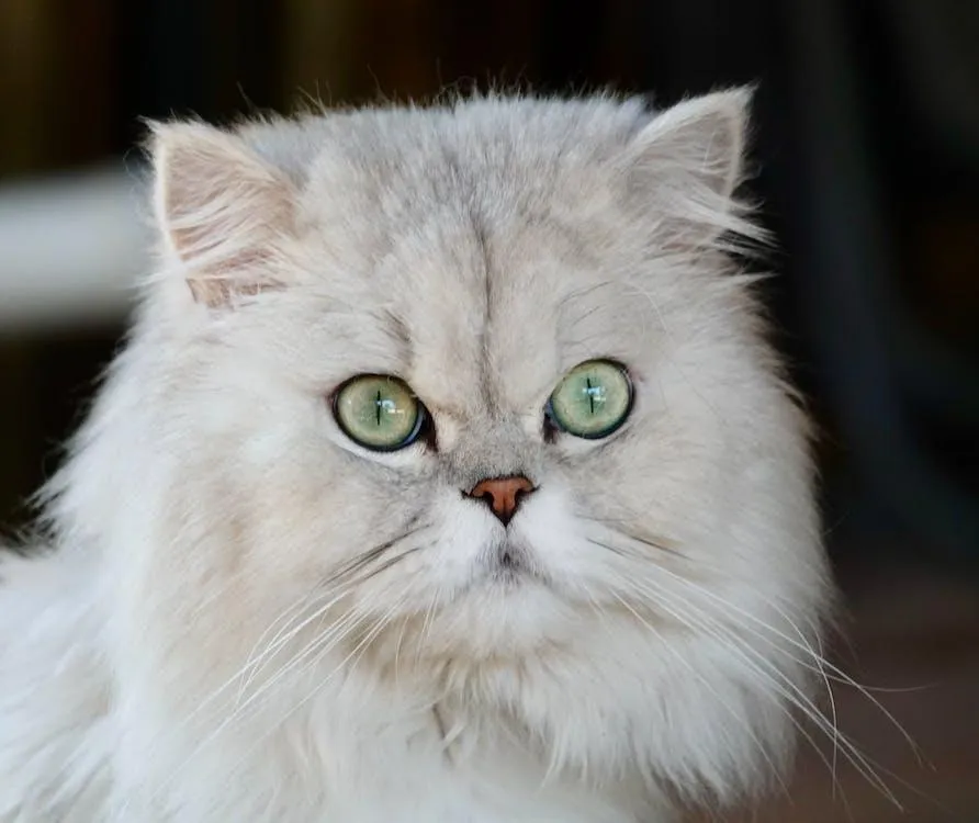 A Persian cat