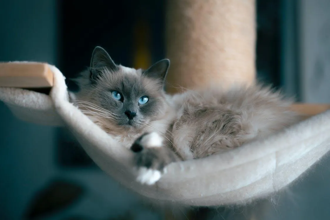 A Ragdoll cat